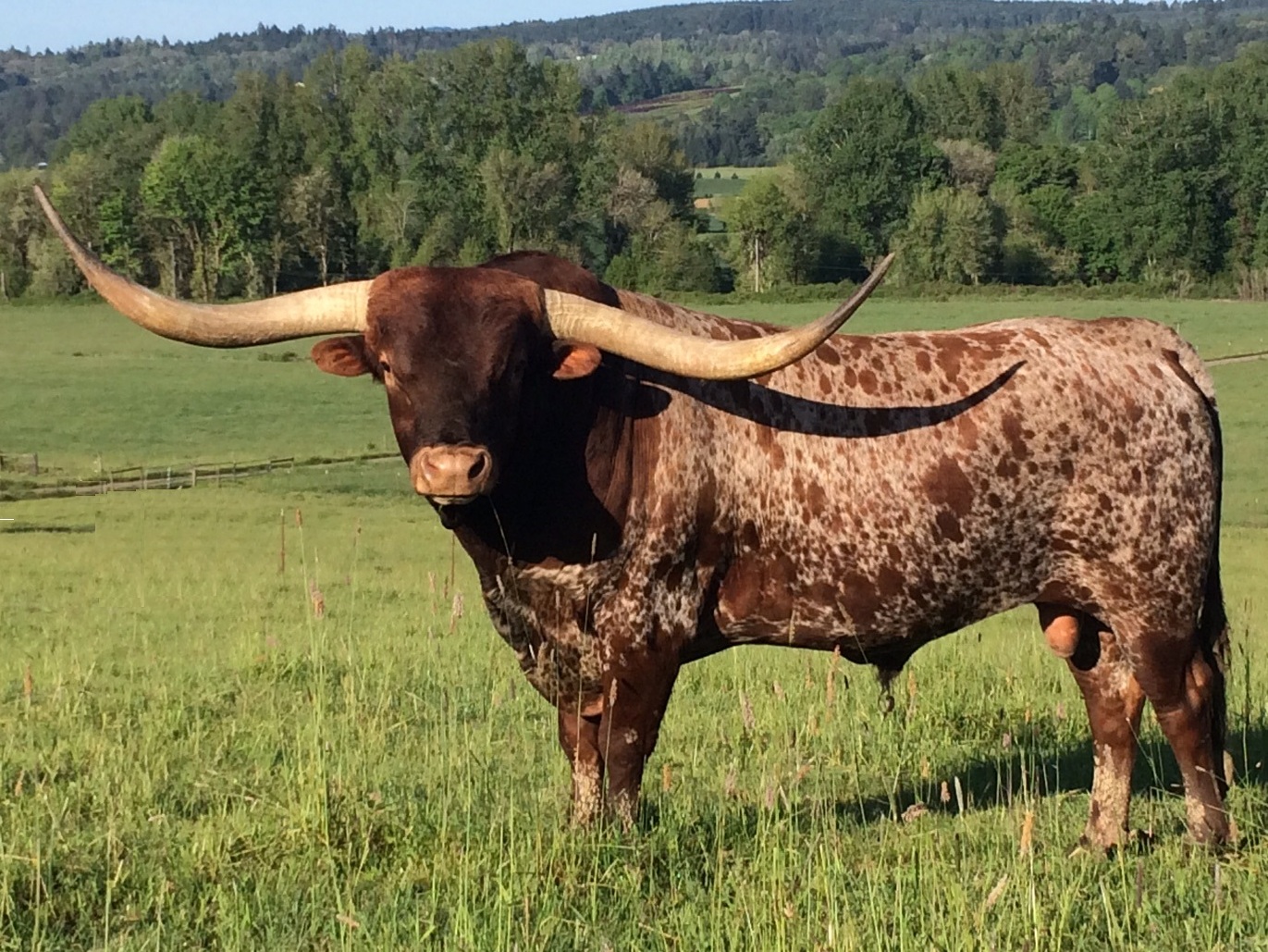 longhorns dri fit